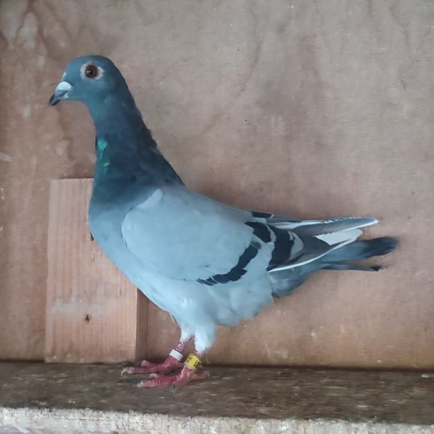 Femela 24-981 - Vânat list