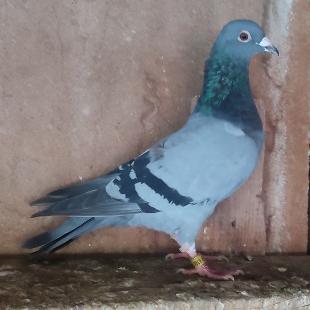 Mascul 19-073 - Vanat