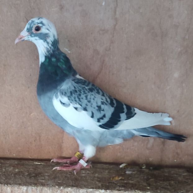 Femela 24-662....-10 lei - Porumbei vanduti