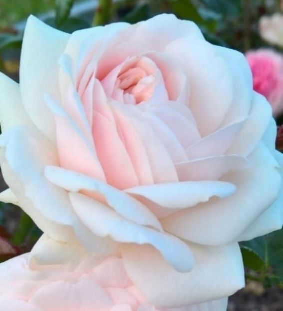 Sweet Romanza-1 - SWEET ROMANZA