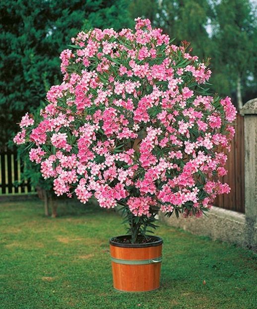 Leandru-1 - LEANDRI SOIURI