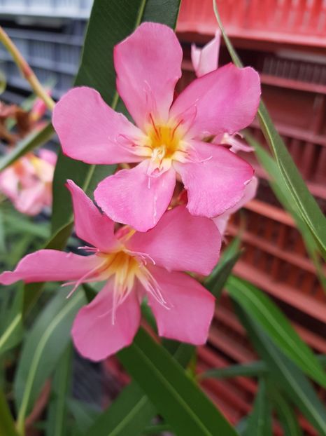 nr-66 -  Hawaii - LEANDRI SOIURI