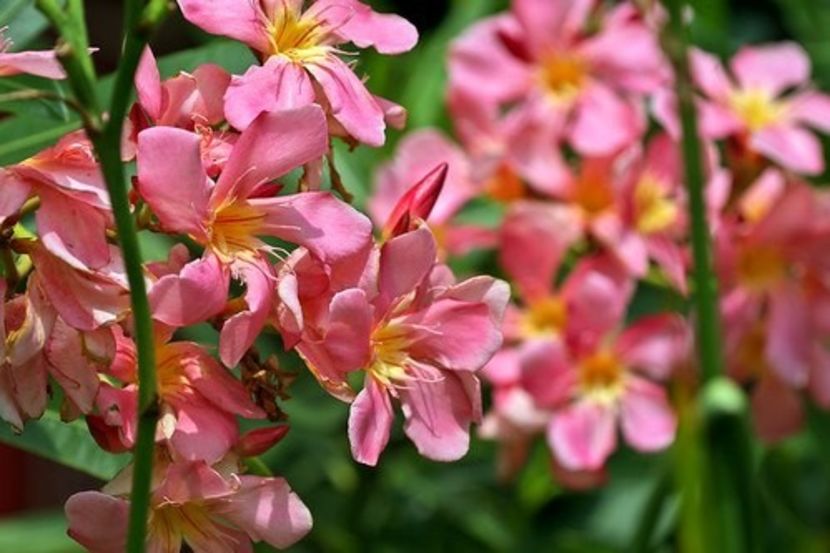 nr-66- Hawaii - LEANDRI SOIURI