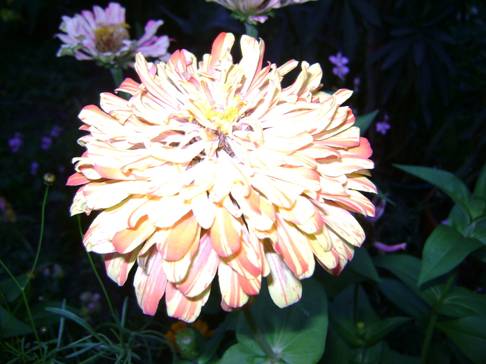 carciumar