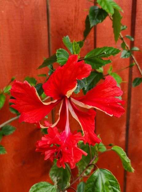 El Capitolio - Hibiscus 2024