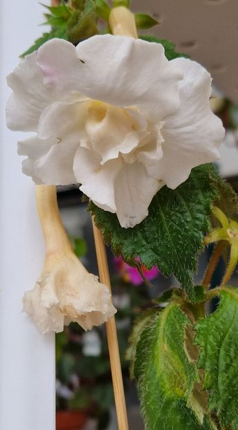  - Brid s Aphrodite p