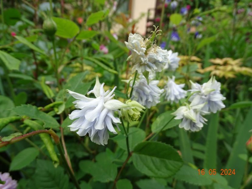  - Aquilegia 2024