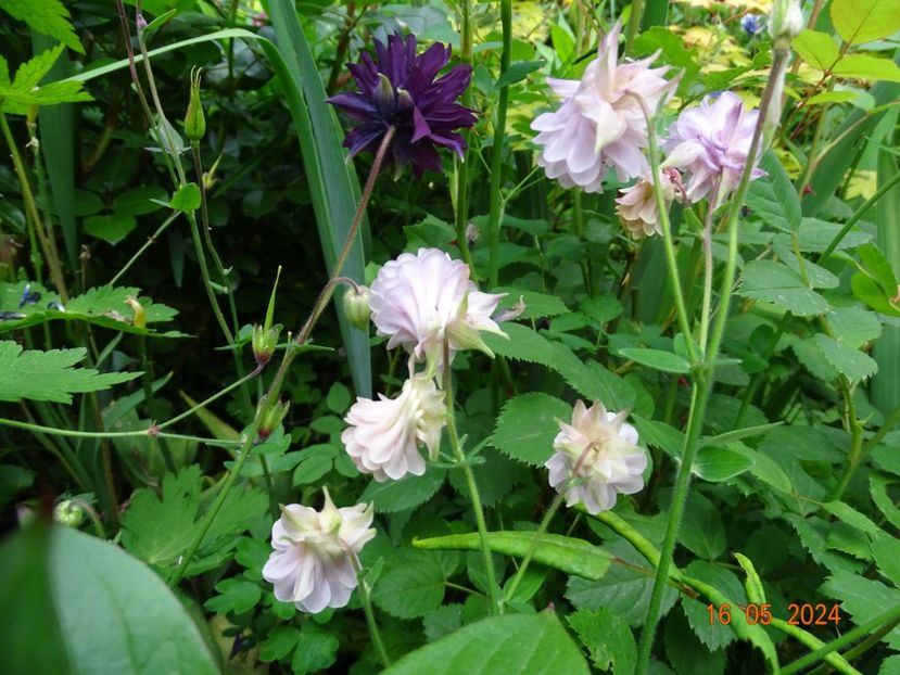  - Aquilegia 2024