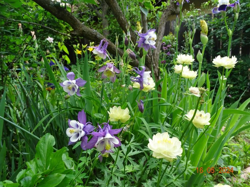 - Aquilegia 2024