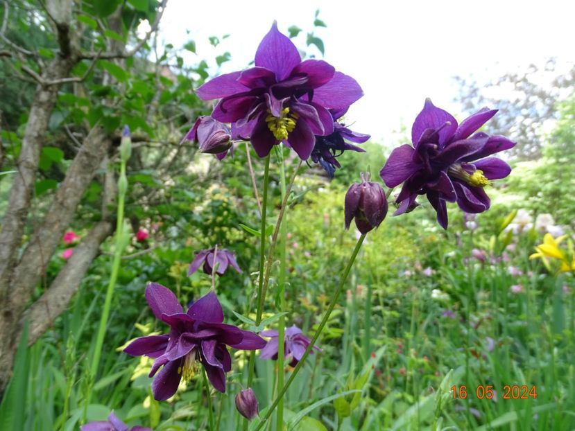  - Aquilegia 2024
