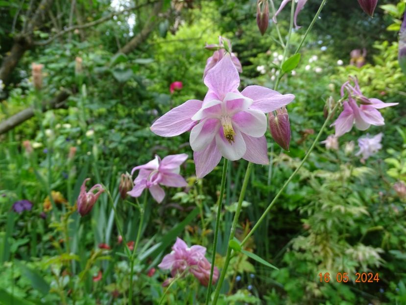  - Aquilegia 2024