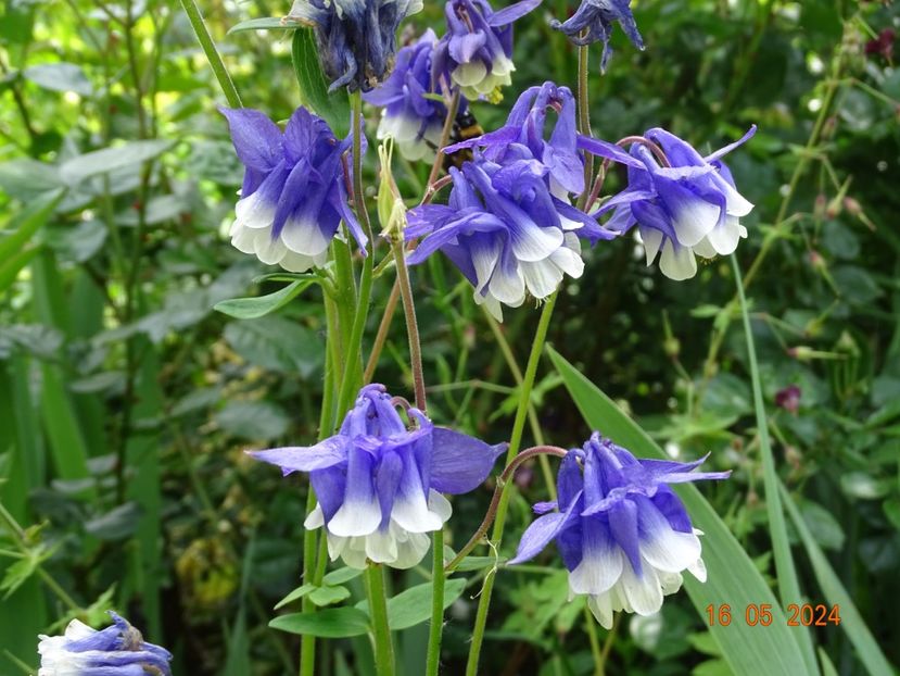  - Aquilegia 2024