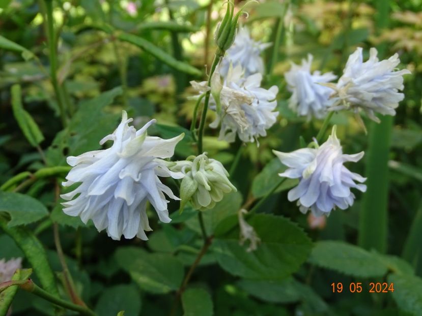  - Aquilegia 2024