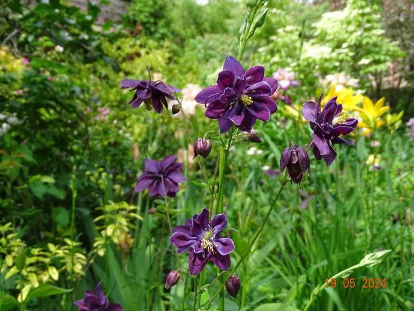  - Aquilegia 2024