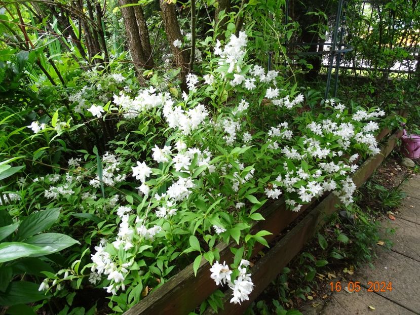  - Copacei si arbusti 2024