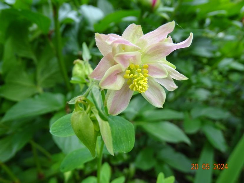  - Aquilegia 2024
