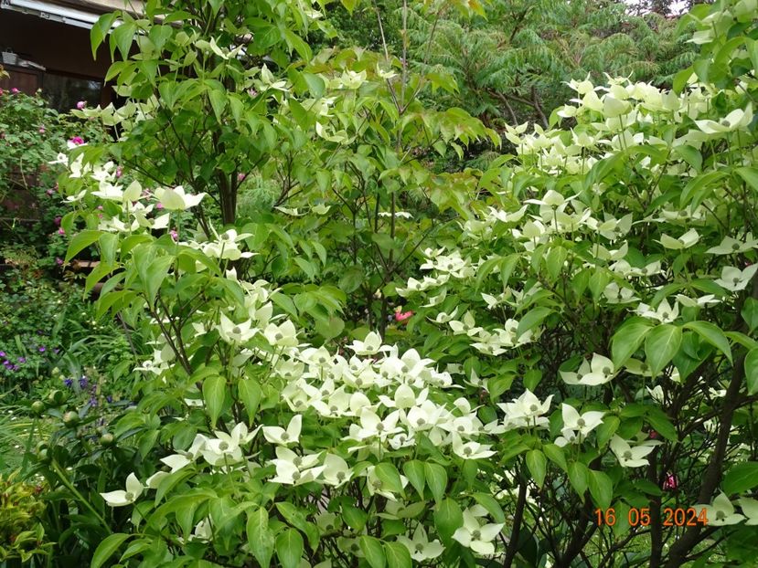  - Copacei si arbusti 2024