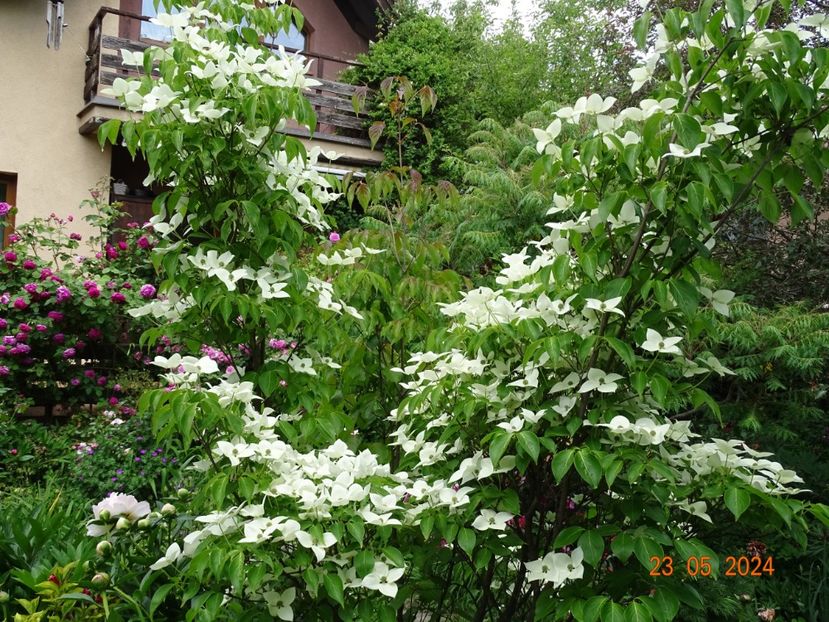  - Copacei si arbusti 2024