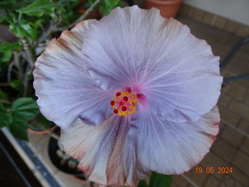  - Hibiscusi