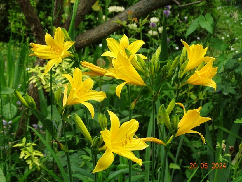  - Hemerocallis 2024