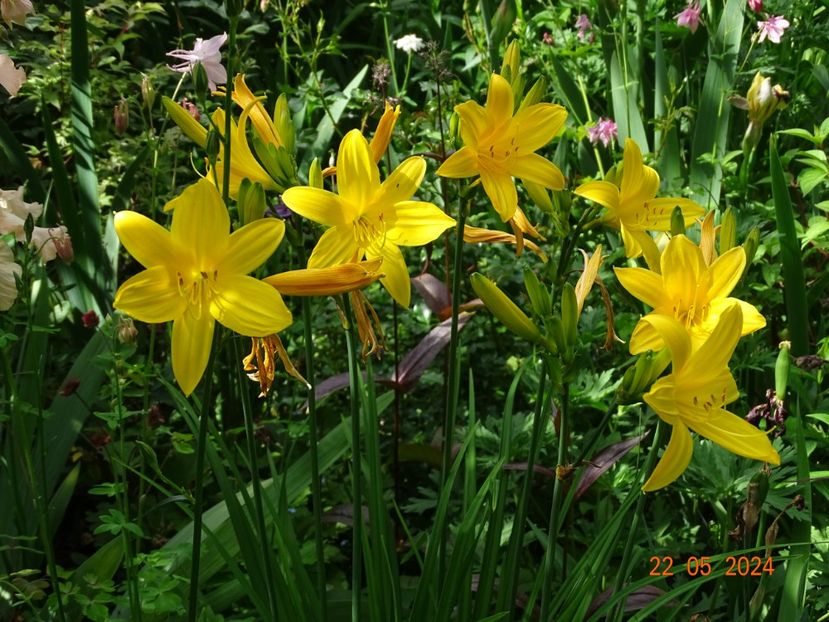  - Hemerocallis 2024