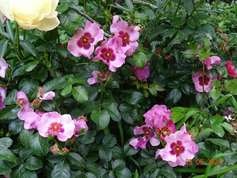  - Trandafiri 2024 C