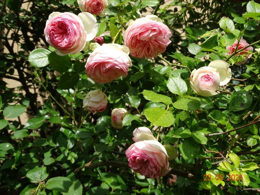  - Trandafiri 2024 C