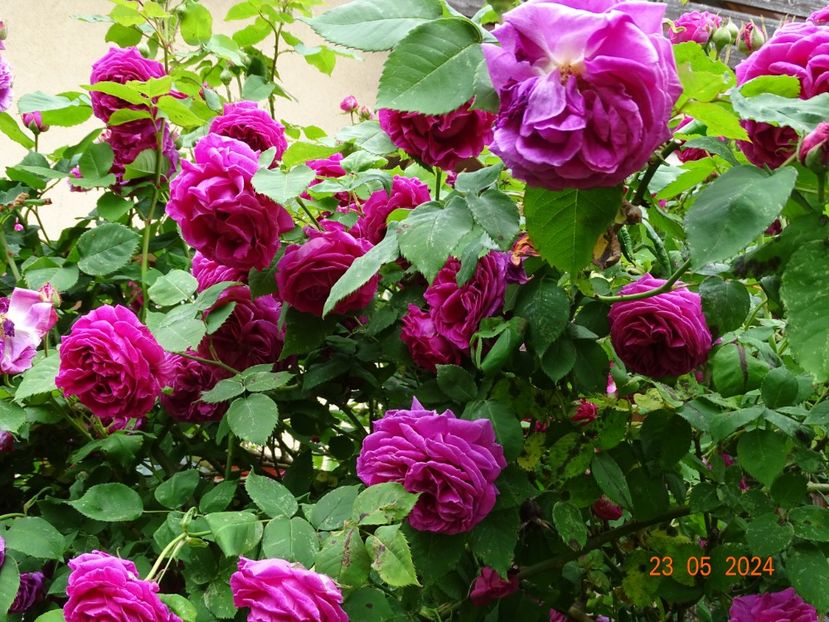  - Trandafiri 2024 C