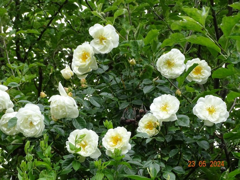  - Trandafiri 2024 C