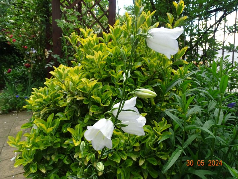  - Copacei si arbusti 2024