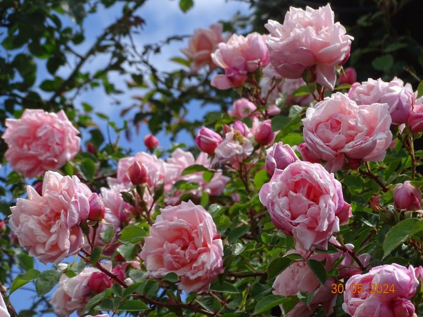  - Trandafiri 2024 C