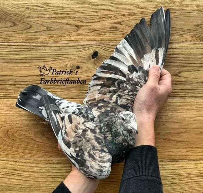  - Nu îmi aparțin 7