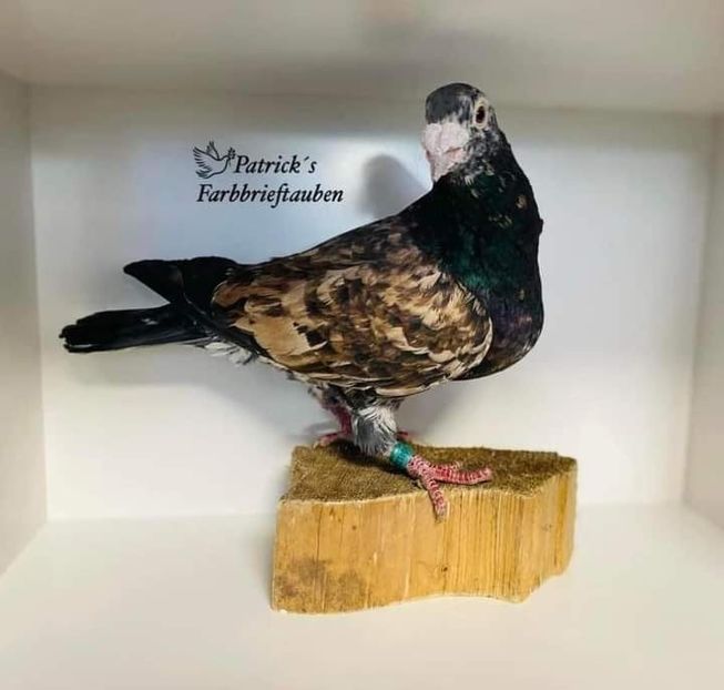  - Nu îmi aparțin 7