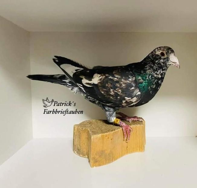  - Nu îmi aparțin 7