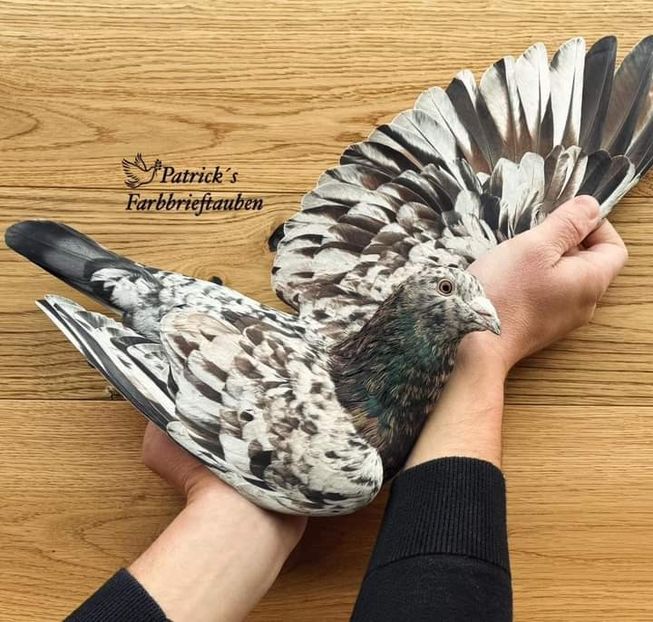  - Nu îmi aparțin 7