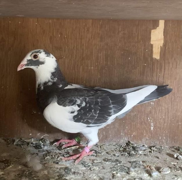  - Nu îmi aparțin 7