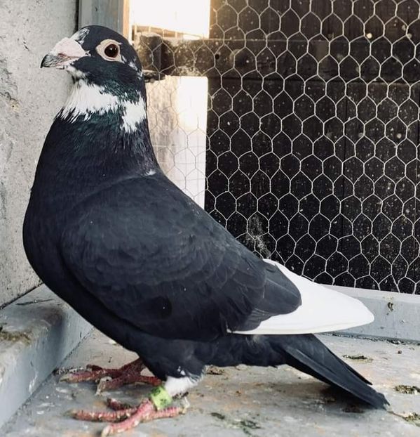  - Nu îmi aparțin 7