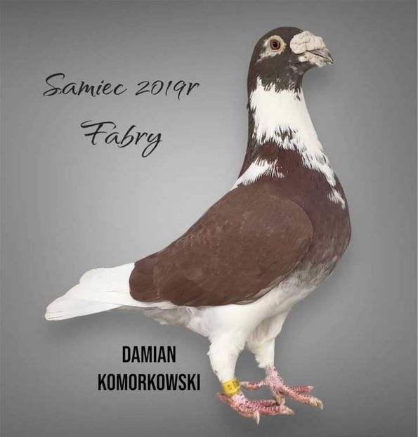  - Nu îmi aparțin 7