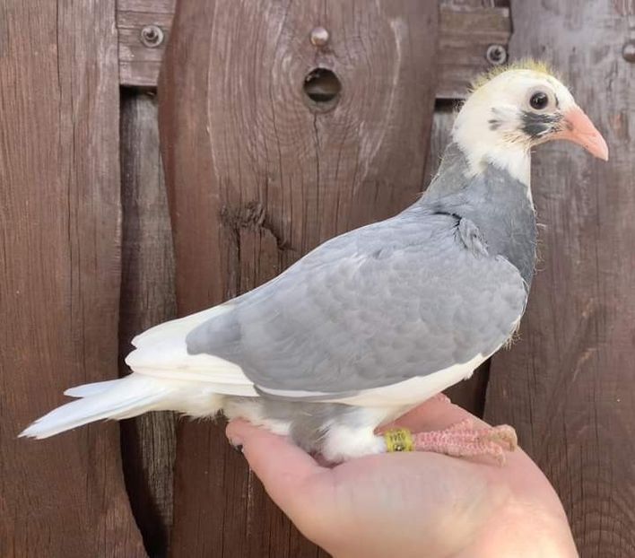  - Nu îmi aparțin 7