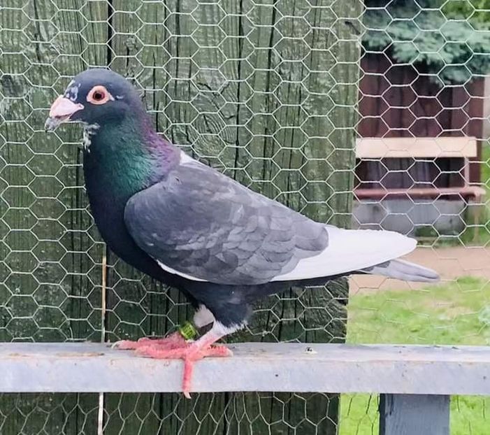  - Nu îmi aparțin 7