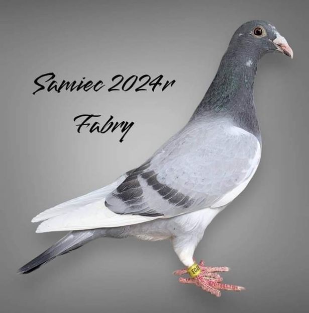  - Nu îmi aparțin 7