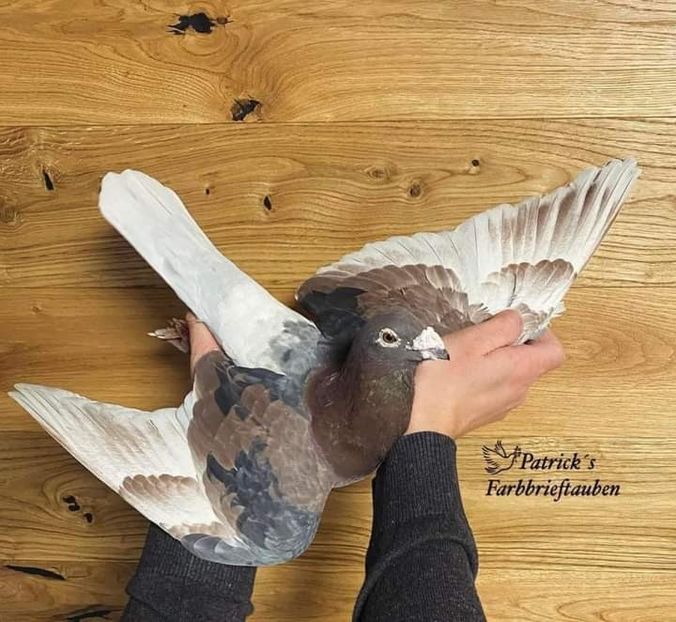  - Nu îmi aparțin 7