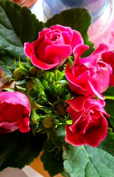 17.09.2024 - Gloxini 2012-2025