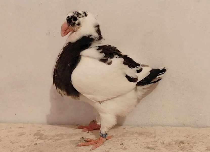  - Pui 2024