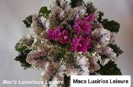 Poză preluată Claudia - Mac s Luxurios Leisure