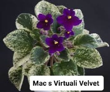 Poză preluată Claudia - Mac s Virtuali Velvet 2