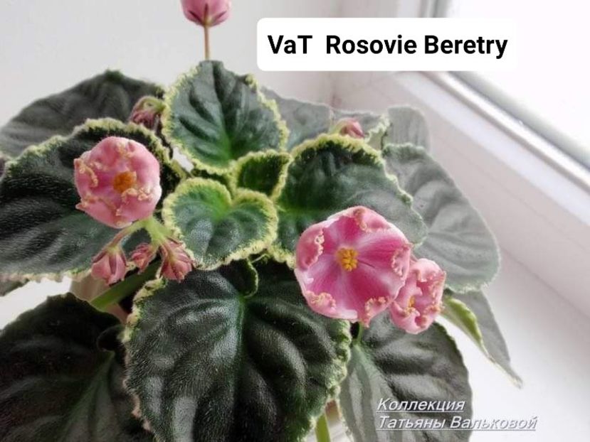 Poză preluată Claudia - VaT RosovieBerety zzz