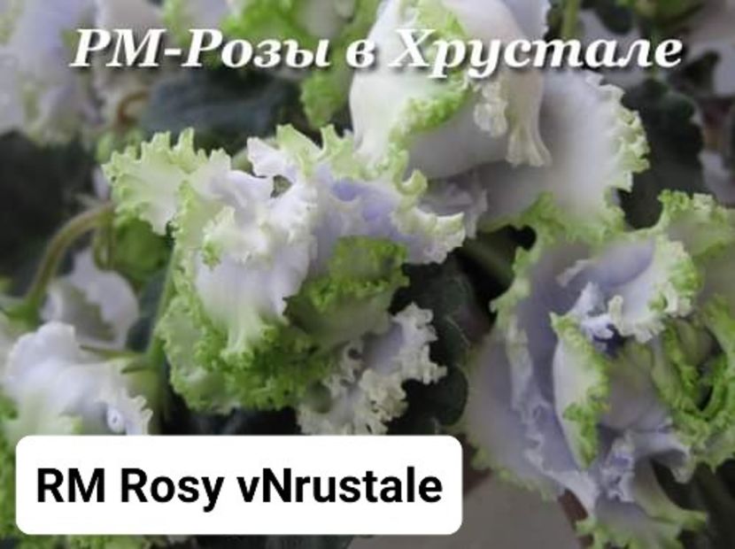 Poză preluată Claudia - RM Rosy v Hrustale