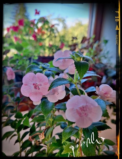  - Double Pink Rose