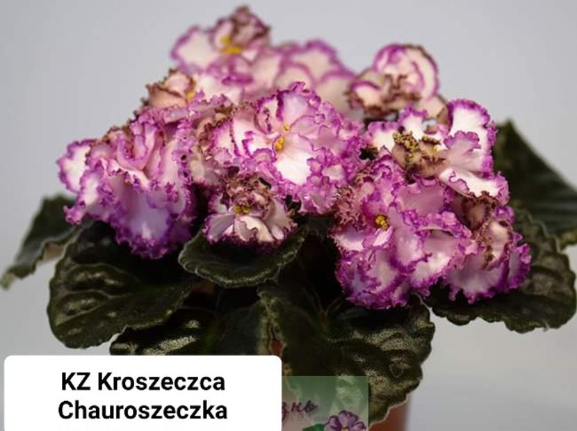 Poză preluată Claudia - KZ Kroszeczka Chavroszeczka zzz